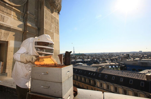 Tejados del Palais Garnier de París, miel